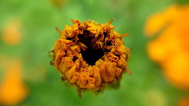 An unopened orange calendula flower on a grassy background.Macrophotography.Texture or background.Selective focus