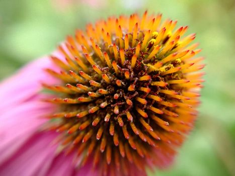 A single pink echinacea flower in close-up on a grassy background.Macrophotography.Texture or background.Selective focus.