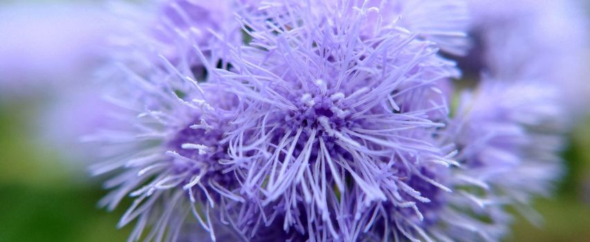 A group of blue Ageratum houstonianum flowers bloomed in the garden close-up.Macrophotography.Texture or background.Selective focus