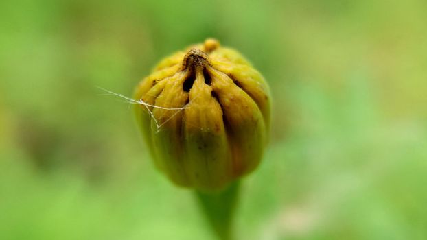 An unopened orange bud of marigolds on a grassy background.Macrophotography.Texture or background.Selective focus