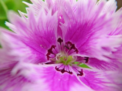 A white-pink flower with uneven edges at the ends of the petals of the Chinese carnation.Macrophotography.Texture or background. Selective focus.