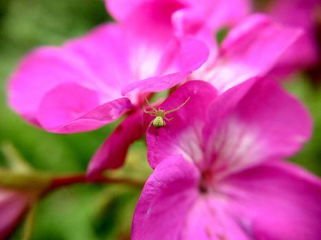 Green spider on a pink flower selective focus close-up.Macrophotography.Texture or background