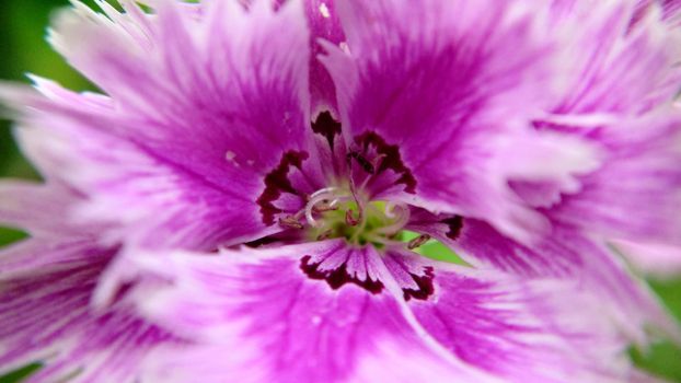 White-pink flower of Chinese carnation, blooming close-up.Macrophotography.Texture or background