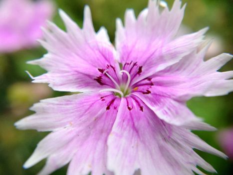 Attractive pink and white flower of Chinese carnation Dianthus chinensis .Macrophotography.Texture or background.Selective focus