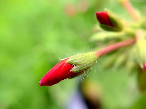 Unopened buds of bright red color against the background of grass.Macrophotography.Texture or background.Selective focus.