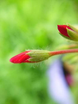 An unopened oblong bud of bright red color against the background of grass.Macrophotography.Texture or background.Selective focus.