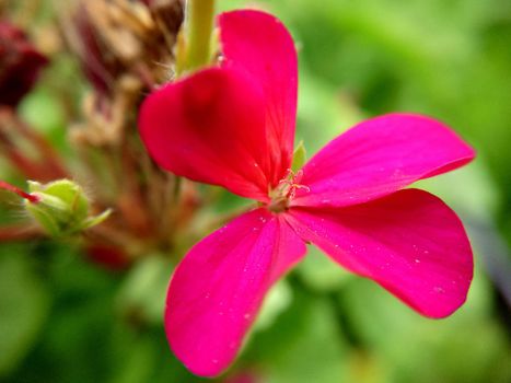 Four-leaf bright scarlet flower close-up outdoor selective focus.Macrophotography.Texture or background.