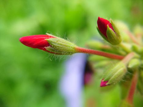 Pointed unopened buds of red color on a blurred grassy background.Macrophotography.Texture or background.Selective focus.