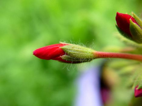 Pointed buds of a red flower on a blurry background on a summer day.Macrophotography.Texture or background.Selective focus.