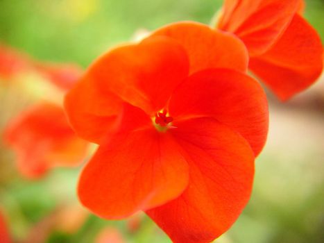 Macrophotography of an annual flower of bright scarlet color.Texture or background.Selective focus.