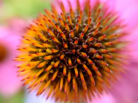 A lone echinacea flower with its petals lowered down close-up.Macrophotography.Texture or background.Selective focus.