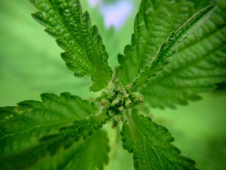 Background image of the top of a young nettle top view.Macrophotography.Texture or background.Selective focus.