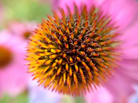 Macrophotography of an echinacea flower with lowered petals.Texture or background.Selective focus.