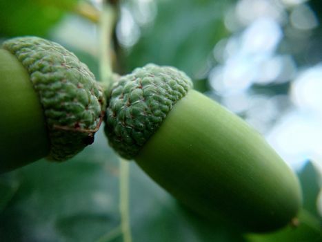 Two oak green acorns on a branch selective focus close-up.Macrophotography.Texture or background.Selective focus.Vertical.