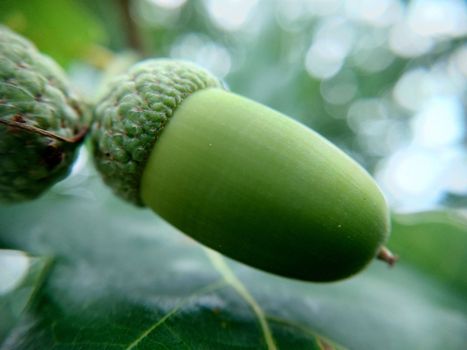 Lonely hanging green oak acorn close-up selective focus.Macrophotography.Texture or background.Selective focus.