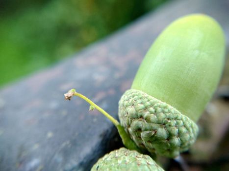 Oak green acorn in a hat close-up selective focus.Macrophotography.Texture or background.Selective focus.