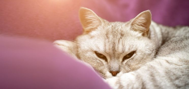 The cat is sleeping. Close-up of a sleeping cat muzzle, eyes closed. Against the background of a purple blanket. Favorite Pets, cat food