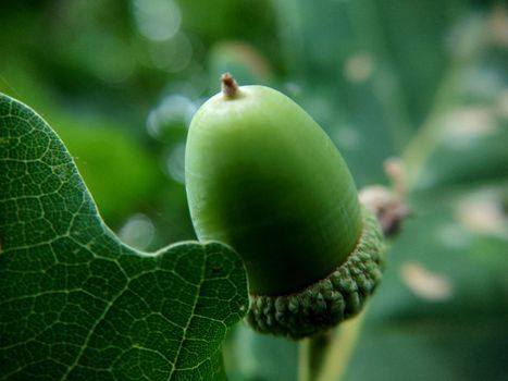 The background image is a small oak acorn hanging alone.Macrophotography.Texture or background.Selective fousk.