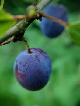 Ripe plums hanging on a tree close-up, selective focus.Macrophotography.Texture or background.