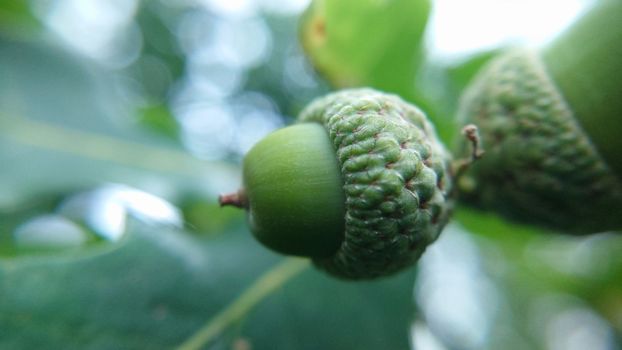 Background image of two oak acorns in the open air close-up.Macrophotography.Texture or background.Selective fousk.