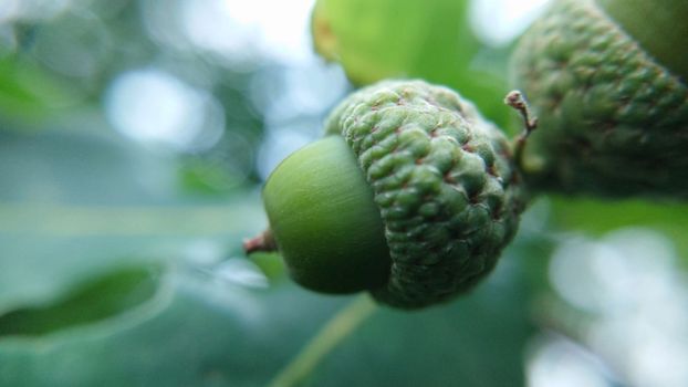 Background image of two oak acorns in the open air close-up.Macrophotography.Texture or background.Selective fousk.