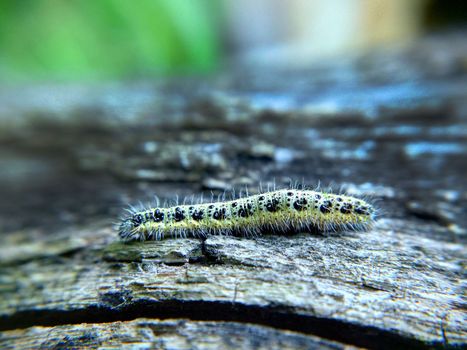 Close-up of a yellow-green spotted caterpillar on a wooden surface.Macrophotography.Texture or background.Selective fowl.