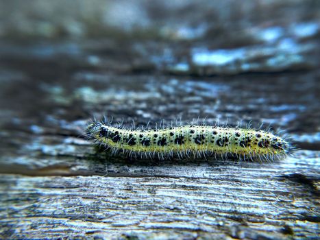 A yellow-green spotted caterpillar crawls on a wooden surface.Macrophotography.Texture or background.Selective fowl.