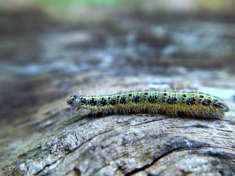 A mottled yellow-green caterpillar crawls on an old tree.Macrophotography.Texture or background.Selective fowl.