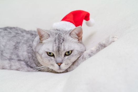 Scottish straight Christmas cat in a red santa hat sleeps on a white blanket. Pets, Christmas stories with pets