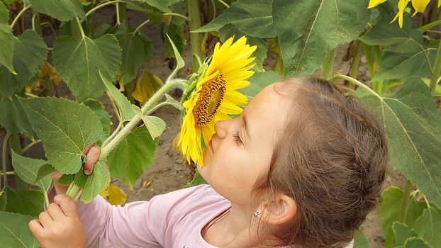 A little girl sniffs a yellow sunflower close-up on a summer day.Texture or background