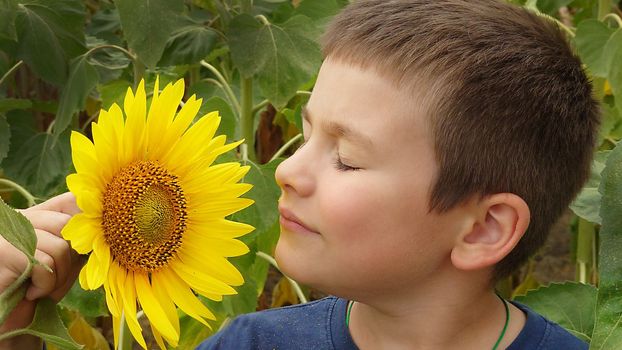 A little boy sniffs a sunflower on a summer day.Texture or background
