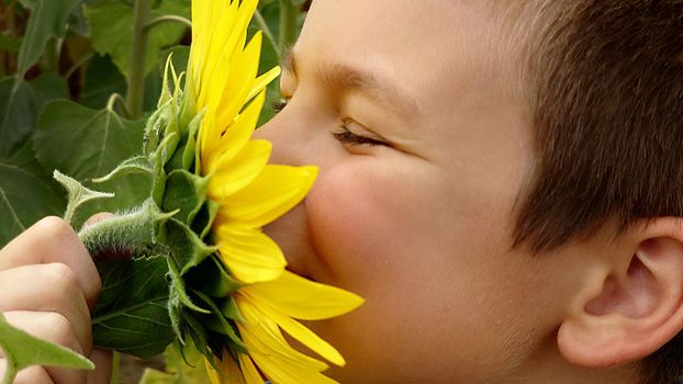 A child sniffs a yellow sunflower on a summer day in close-up.Texture or background