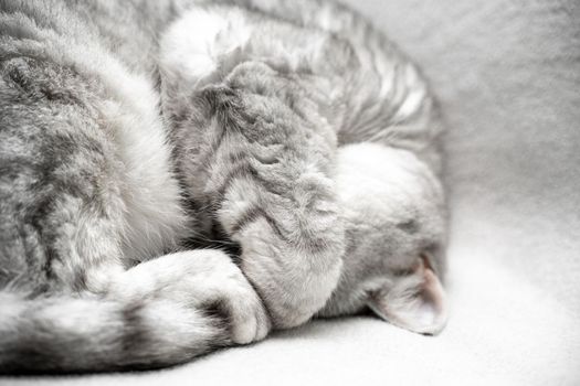 scottish straight cat is sleeping. Close-up of the muzzle of a sleeping cat with closed eyes. Against the backdrop of a light blanket. Favorite pets, cat food