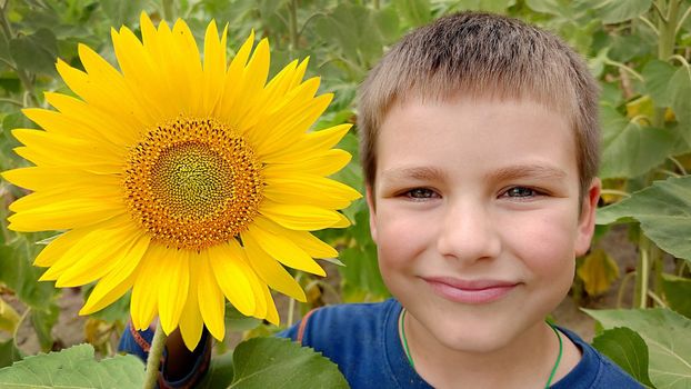 A boy stands near a yellow sunflower on a summer day.Texture or background