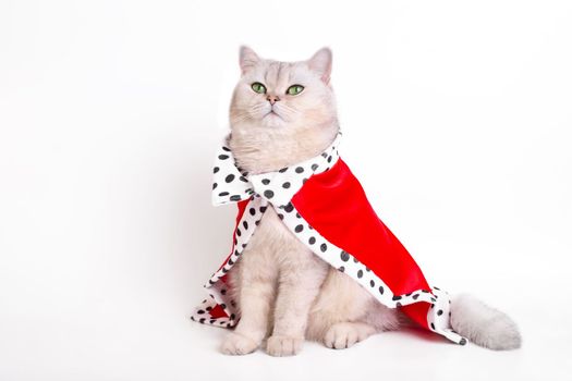A luxurious calm white cat in a red royal robe , sitting on a white background, looks up. Copy space