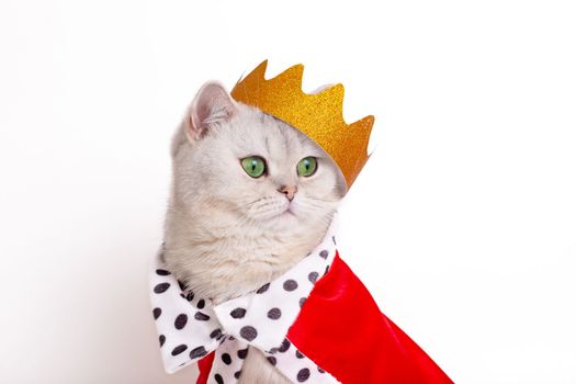 Funny white cat in a golden crown and a red mantle sitting on a white background. To close. Copy space