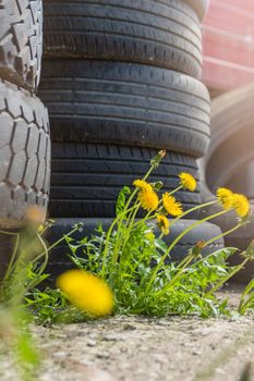 Ecological catastrophy. Environmental pollution. Old tires are thrown away, flowers grow nearby. The concept of pollution of nature