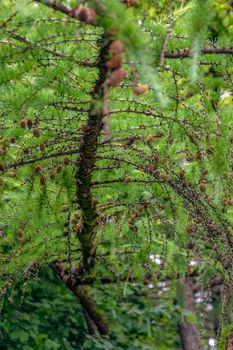 Japanese larch. Fresh green leaves of Japanese larch, Larix kaempferi in summer. Larch cones on a branch