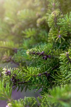 Christmas tree growing in the forest. Abies nordmanniana. Nordmann fir is one of the most important species grown for the Christmas tree