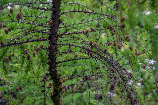 Japanese larch. Fresh green leaves of Japanese larch, Larix kaempferi in summer. Larch cones on a branch