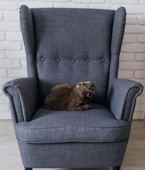 Adorable scottish fold a cat relaxing and yawning on armchair at home - funny pet