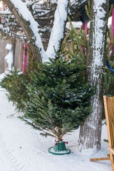 Christmas trees and spruce xmas branches for decoration in farm market for sale winter holiday season