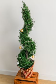 Indoor cypress or thuja in pot is decorating balls like Christmas tree. Alternative trees for christmas