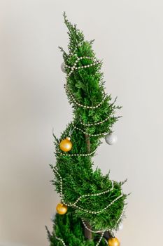 Indoor cypress or thuja in pot is decorating balls like Christmas tree. Alternative trees for christmas