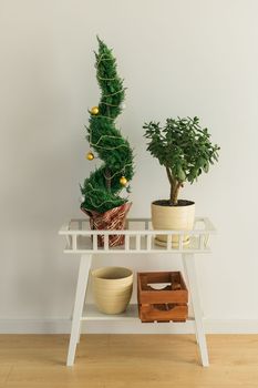 Indoor cypress or thuja in pot is decorating balls like Christmas tree. Alternative trees for christmas . Copy space and space for advertising.