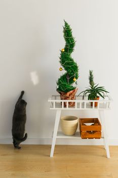 Indoor cypress or thuja in pot is decorating balls like Christmas tree and cat having fun near. Alternative trees for christmas . Copy space and space for advertising