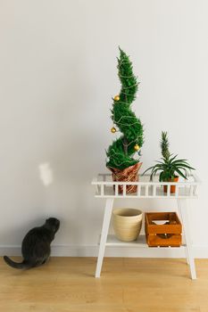Indoor cypress or thuja in pot is decorating balls like Christmas tree and cat having fun near. Alternative trees for christmas . Copy space and space for advertising