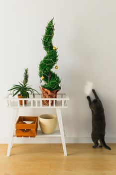 Indoor cypress or thuja in pot is decorating balls like Christmas tree and cat having fun near. Alternative trees for christmas . Copy space and space for advertising