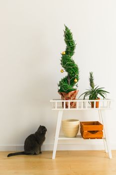 Indoor cypress or thuja in pot is decorating balls like Christmas tree and cat having fun near. Alternative trees for christmas . Copy space and space for advertising