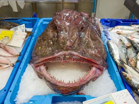 Fresh monkfish on the counter on the fish market